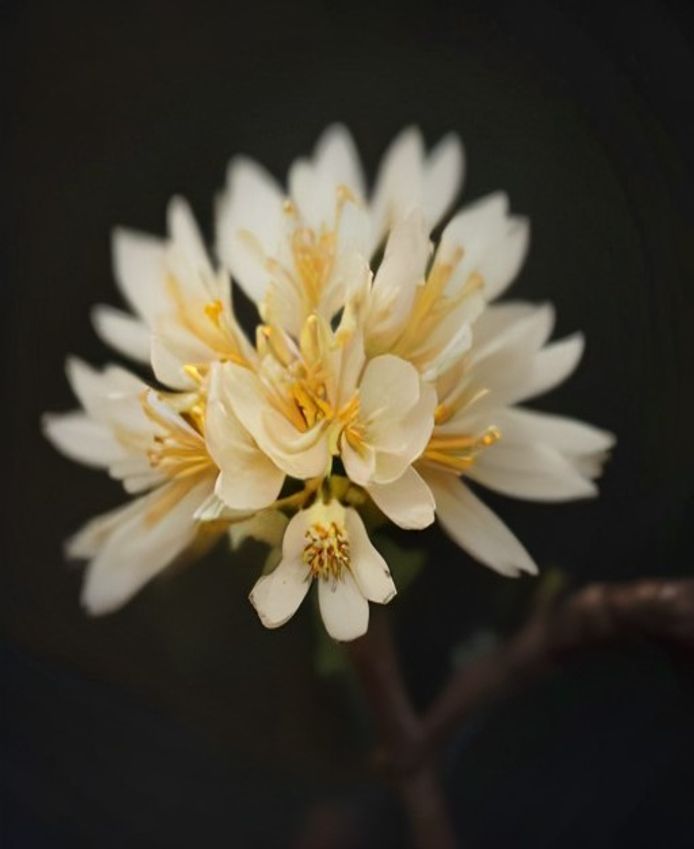 アカシアの花